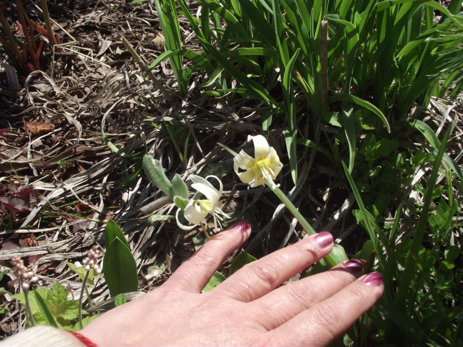 Кандык White Beauty