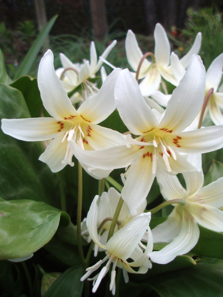 Кандык Уайт Бьюти