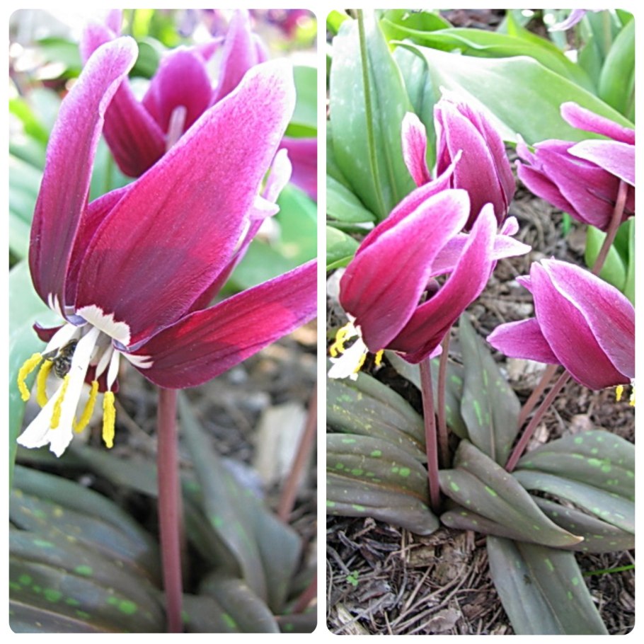 Кандык калифорнийский