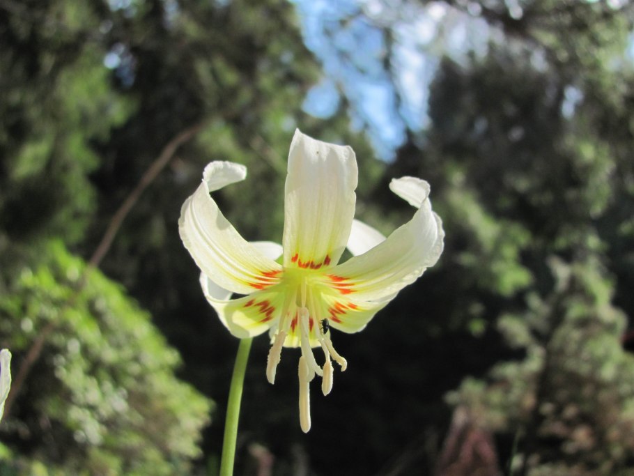 Кандык Уайт Бьюти