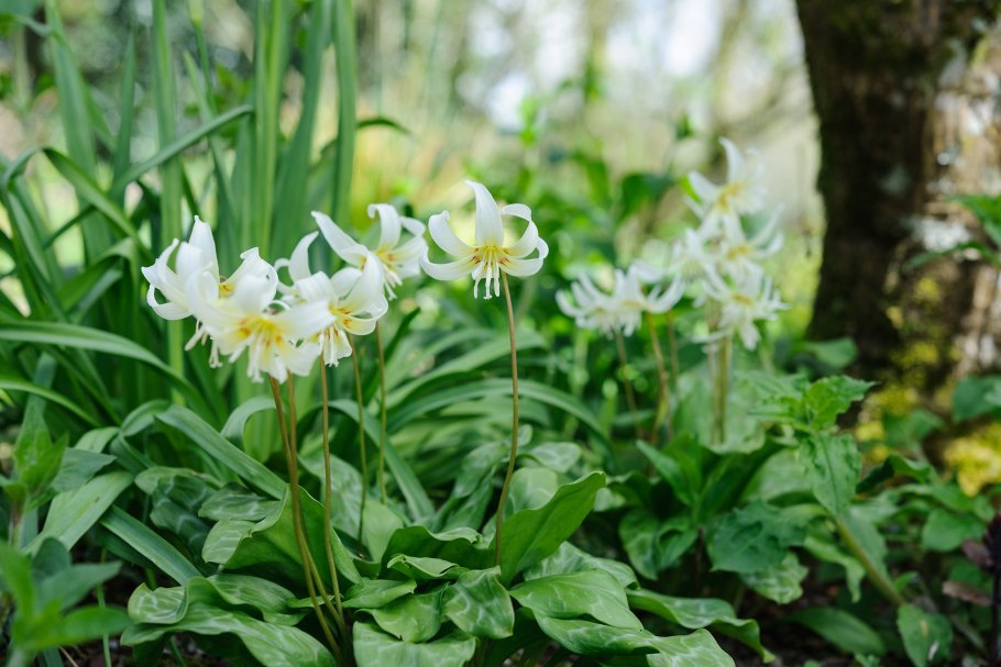 Кандык калифорнийский Уайт Бьюти