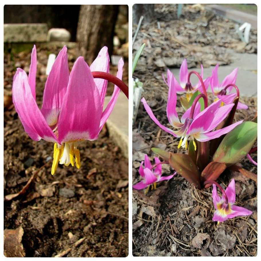 Кандык снежный принц