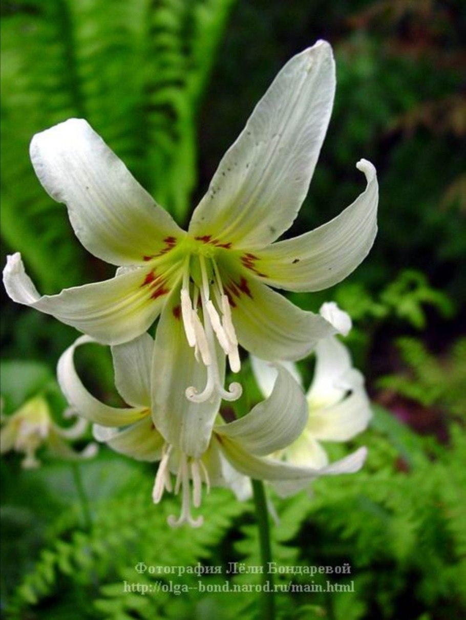 Кандык калифорнийский Уайт Бьюти