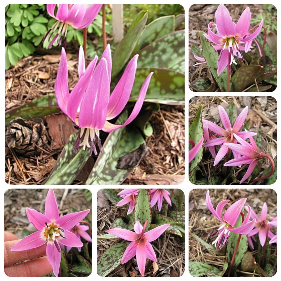 Кандык (Erythronium Lilac Wonder) i