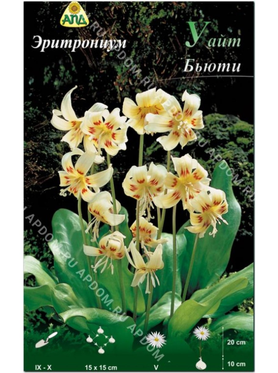 Кандык (Erythronium)