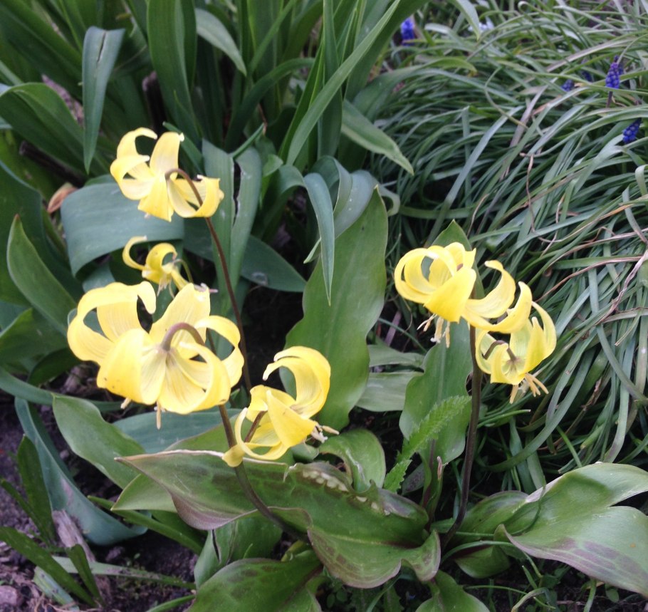 Кандык Европейский