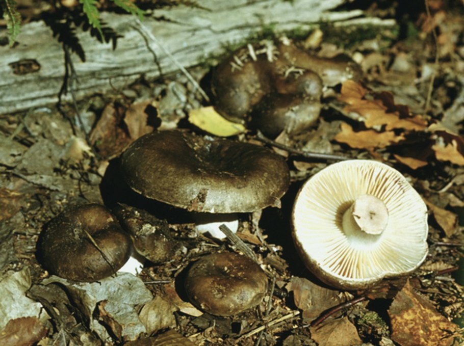 Вороночник рожковидный (Craterellus cornucopioides)
