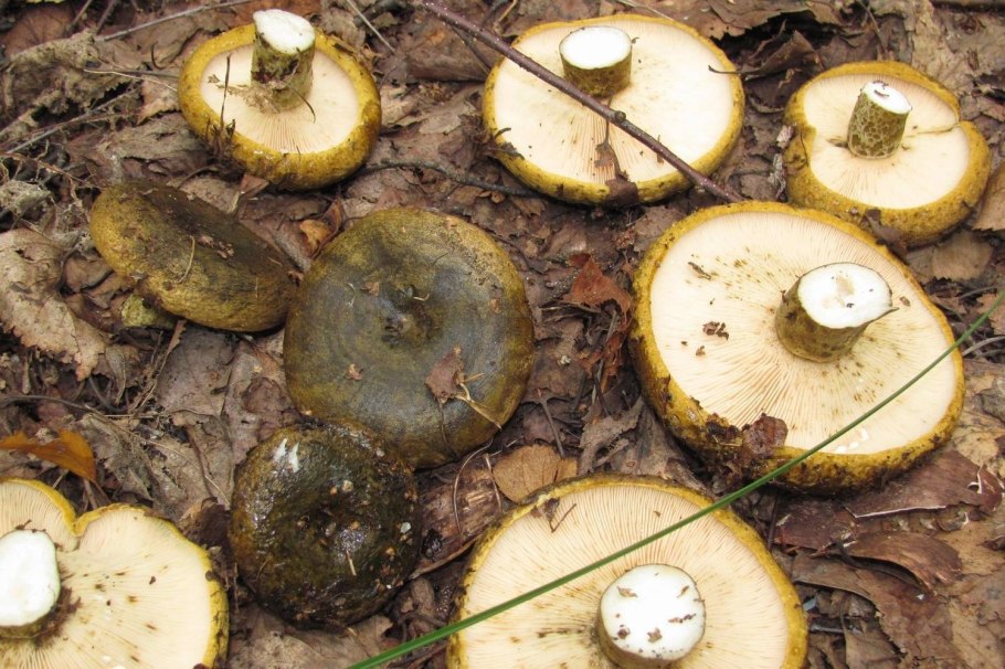 Мокруха пурпуровая