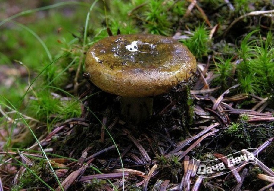 Гриб черный груздь