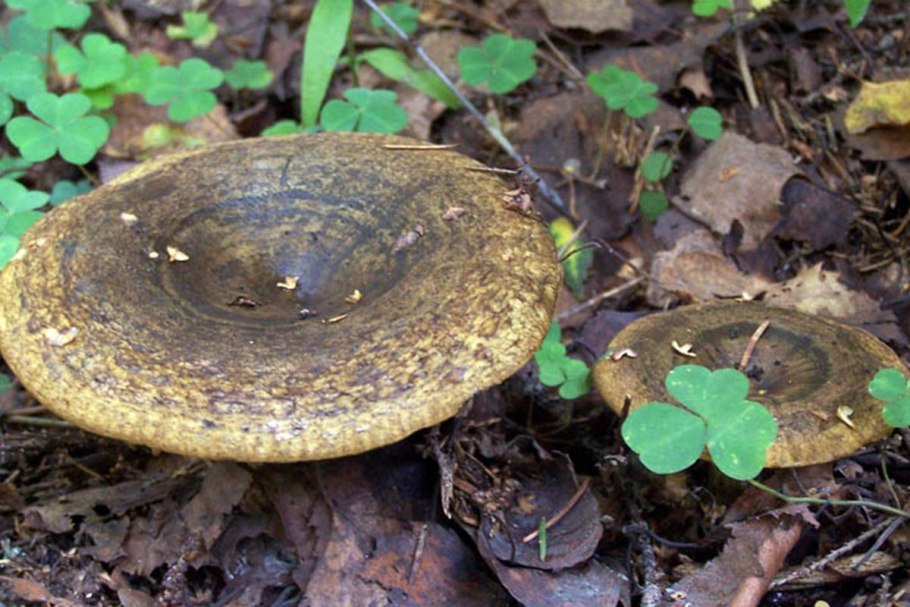 Russula Delica (подгруздок белый)