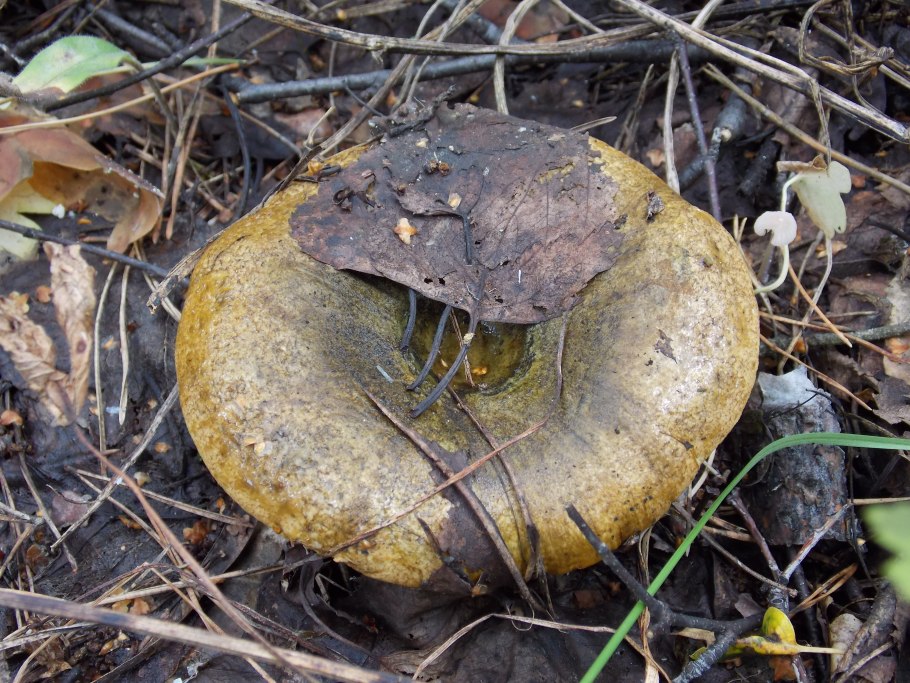 Вороночник рожковидный гриб