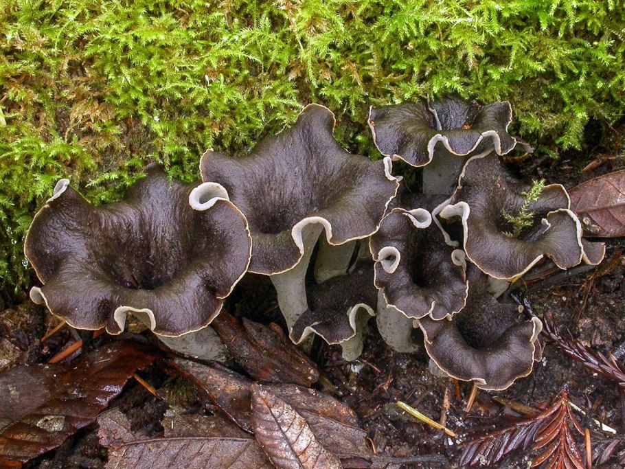 Лопастник (Helvella)