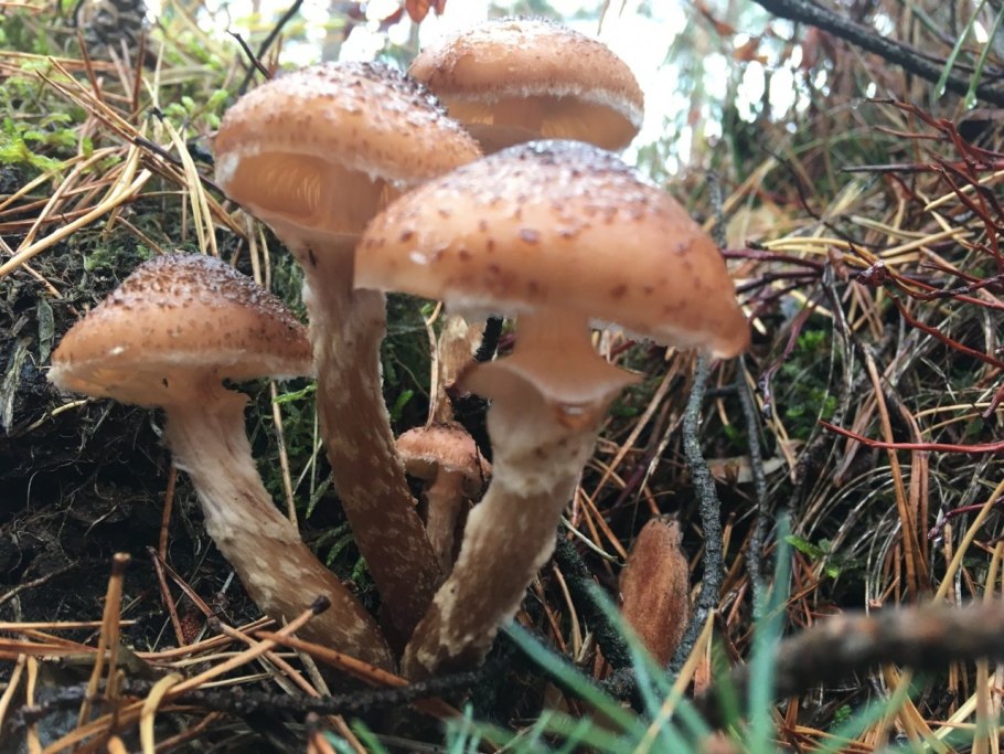Опёнок толстоногий Armillaria