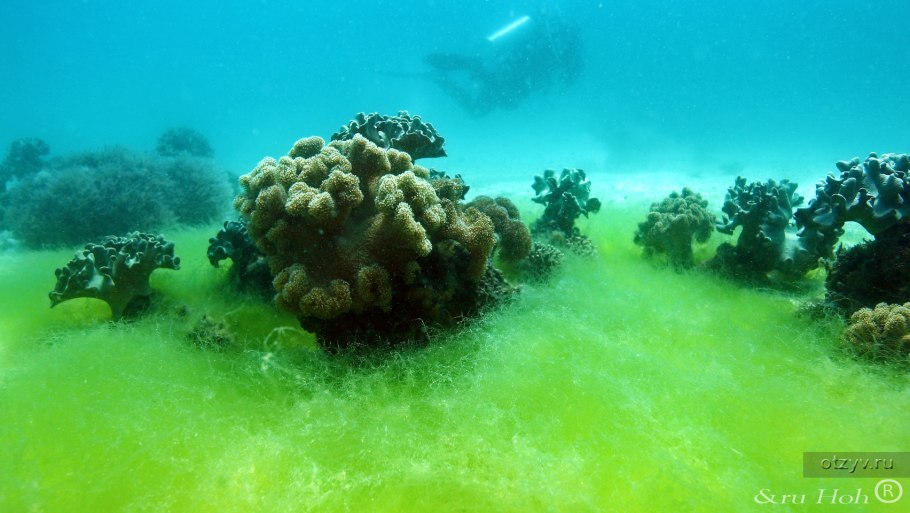 Коралл камень