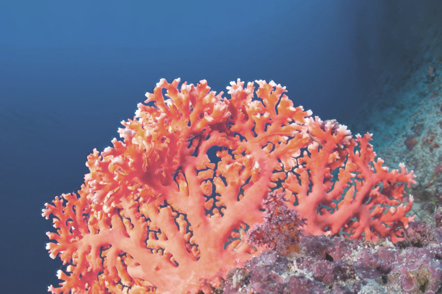 Герматипные кораллы