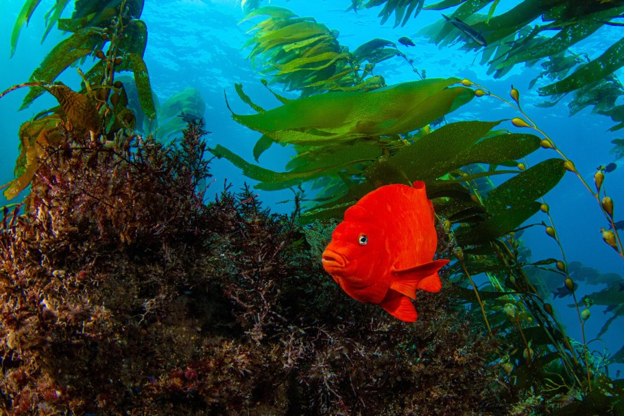 Водоросли макрофиты