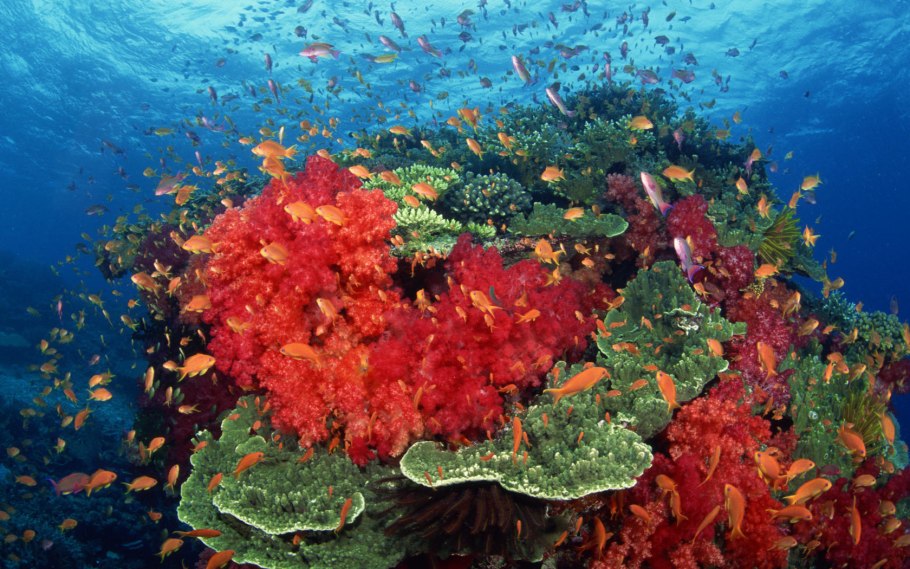 Коралловые рифы индийского океана