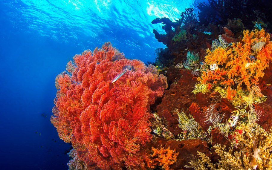 Монако кораллы