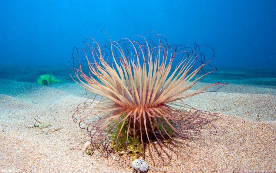 Водоросли в рифах