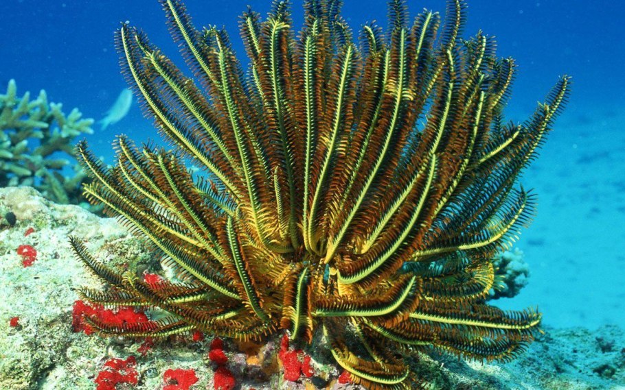 Посидония океаническая