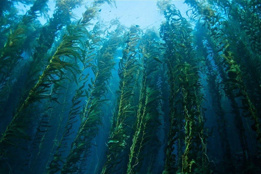 Бентосные синезеленые водоросли