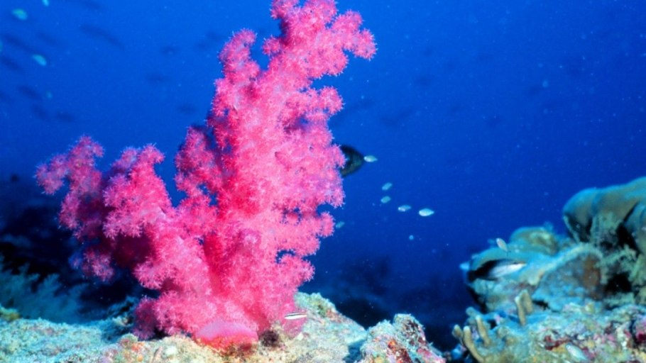 Макроцистис водоросли