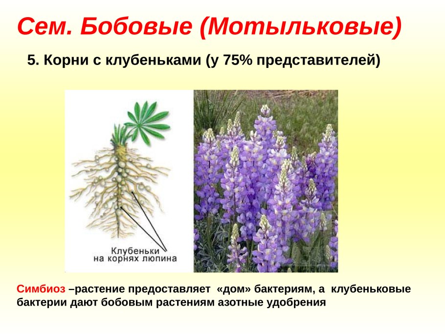 Корневые клубеньки семейство бобовые Мотыльковые