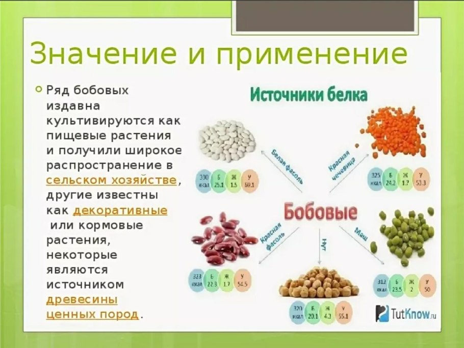 Значение бобовых растений
