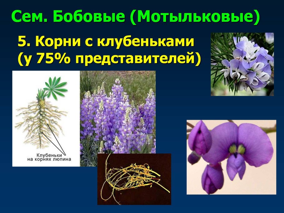 Бобовые Мотыльковые представители