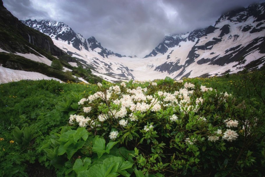 Рододендрон горный кавказский