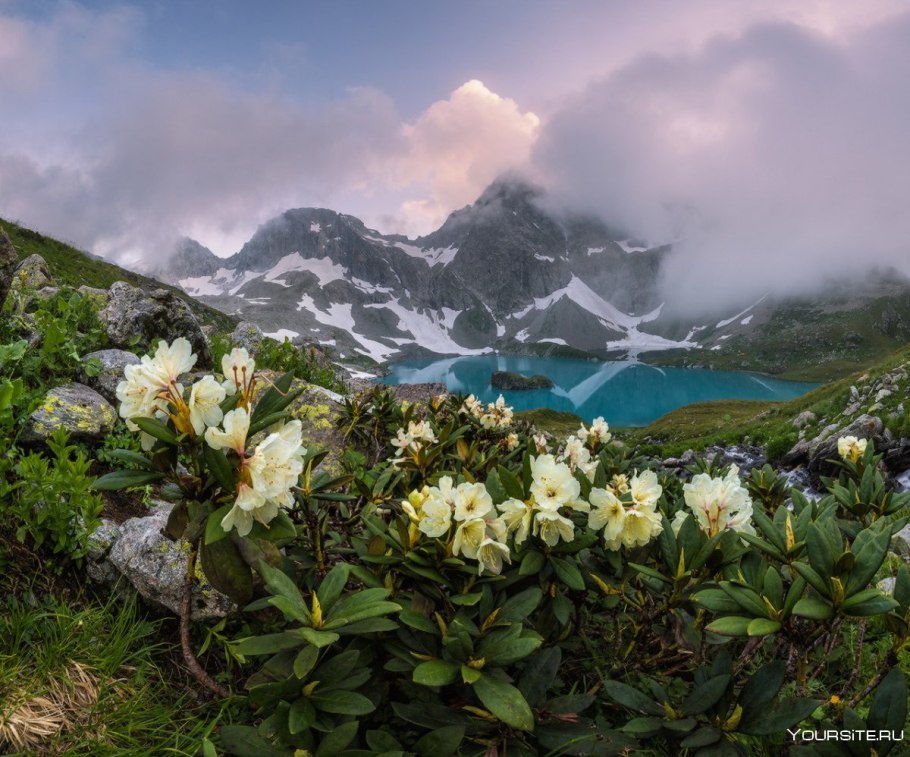Рододендрон Непал