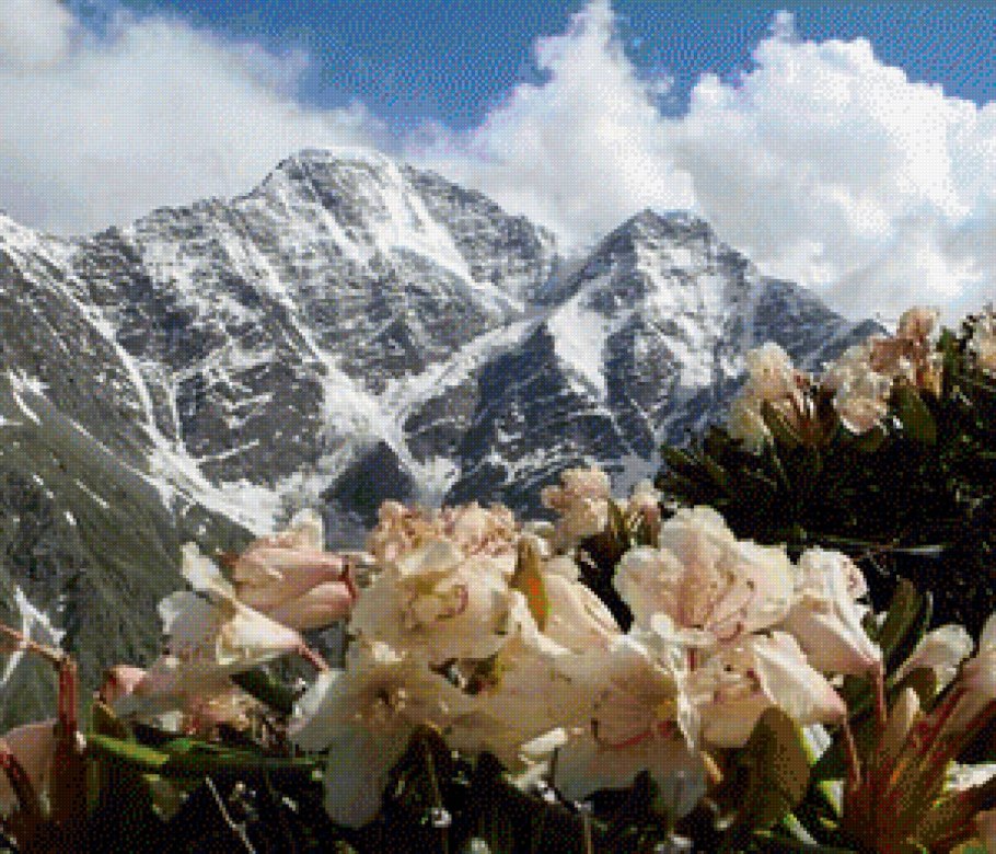 Рододендрон в Северной Осетии