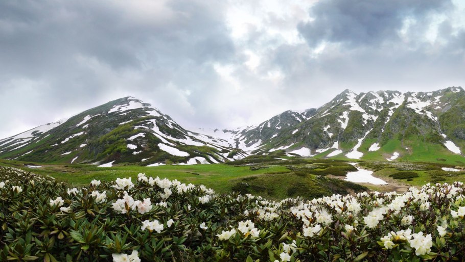 Рододендрон кавказский Чегет