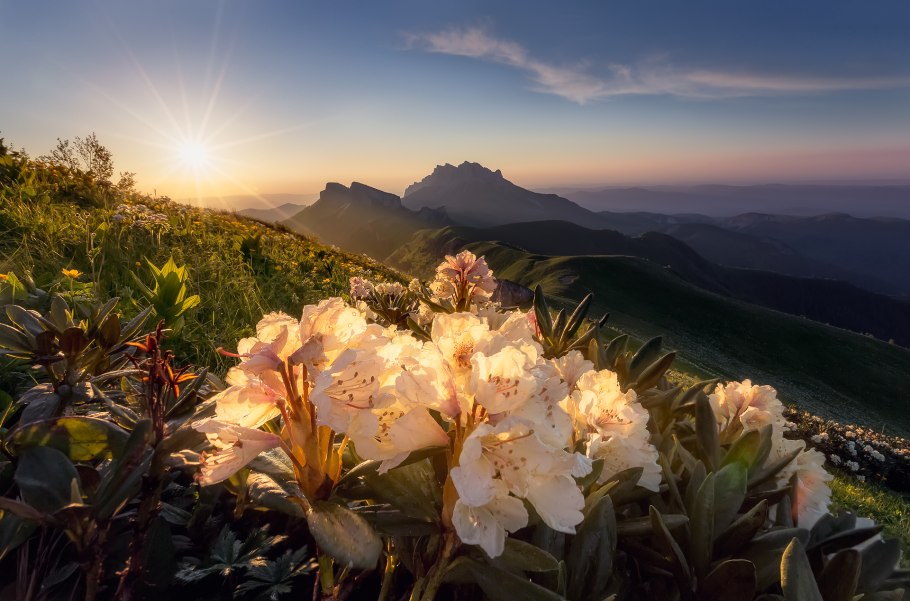 Гора Чегет с рододендронами