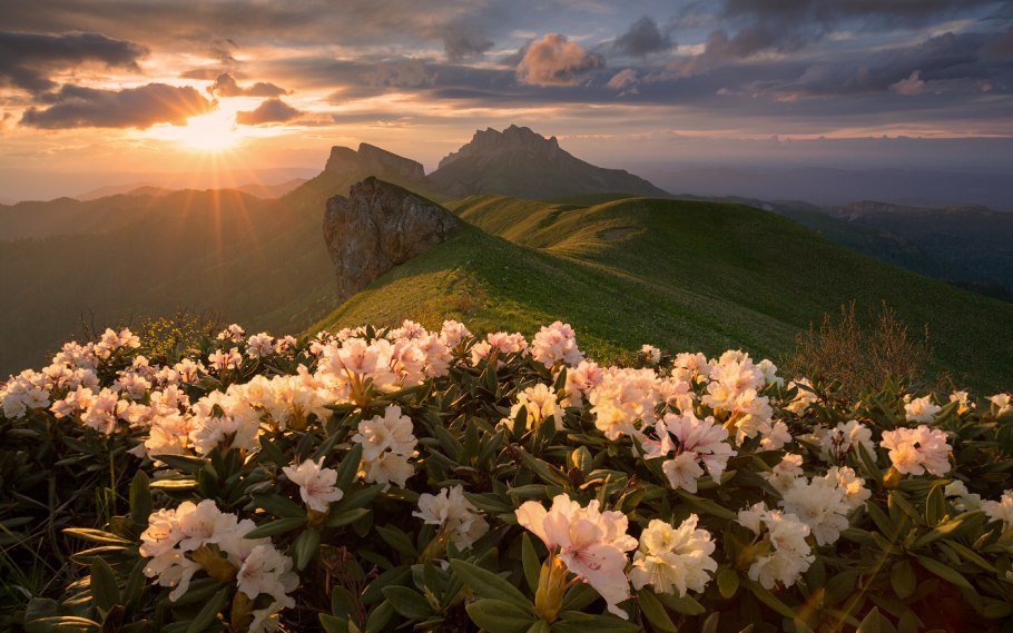 Рододендрон Эльбрус