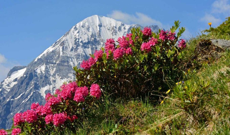 Рододендрон кавказский
