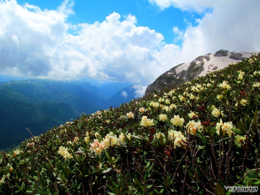 Рододендрон эндемик Кавказа