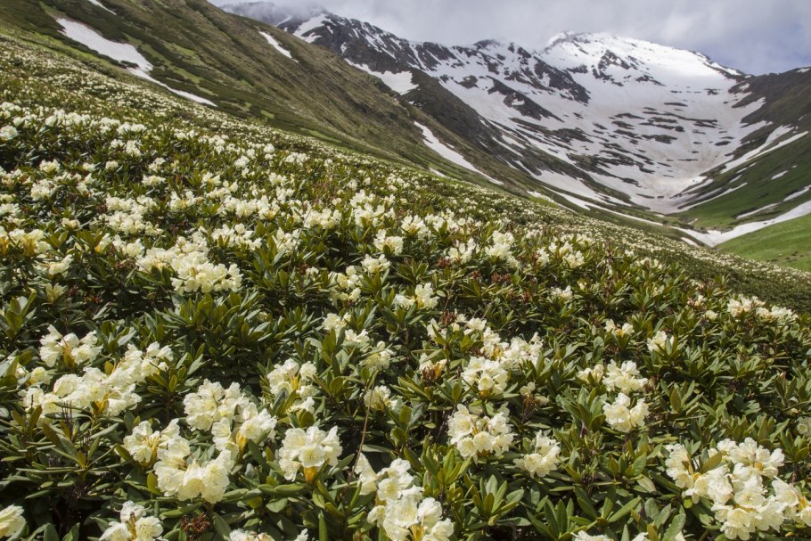Рододендрон Архыз Поляна