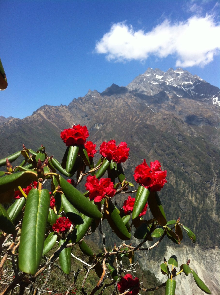 Рододендрон горный