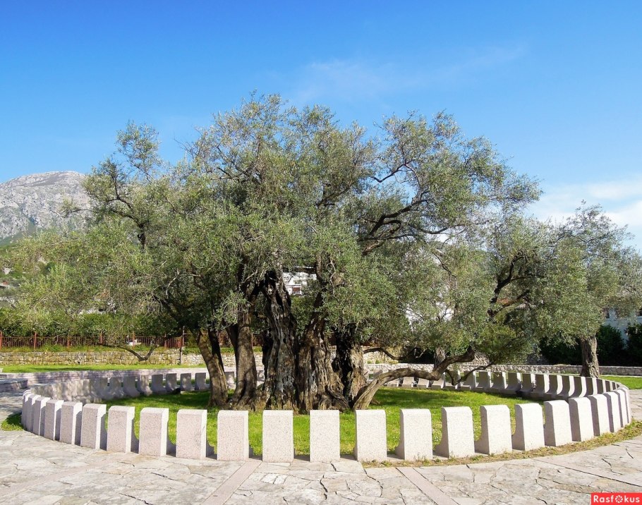 Дерево Элайя Буйбон