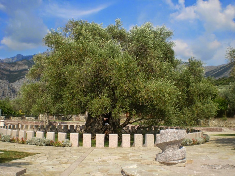 Дерево Элайя Буйбон