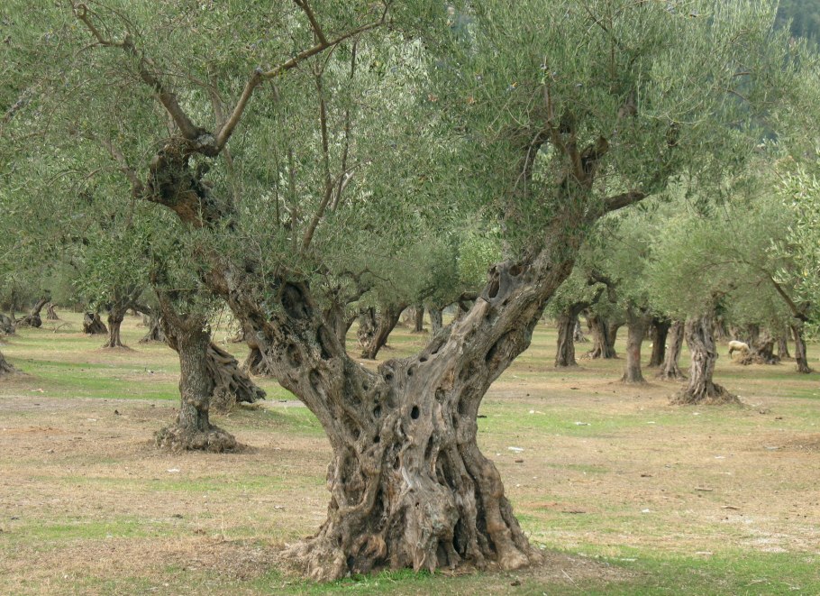 Крит старое оливковое дерево