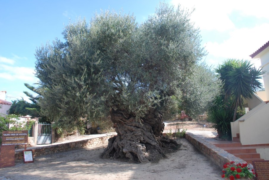 Кипр оливковые Рощи