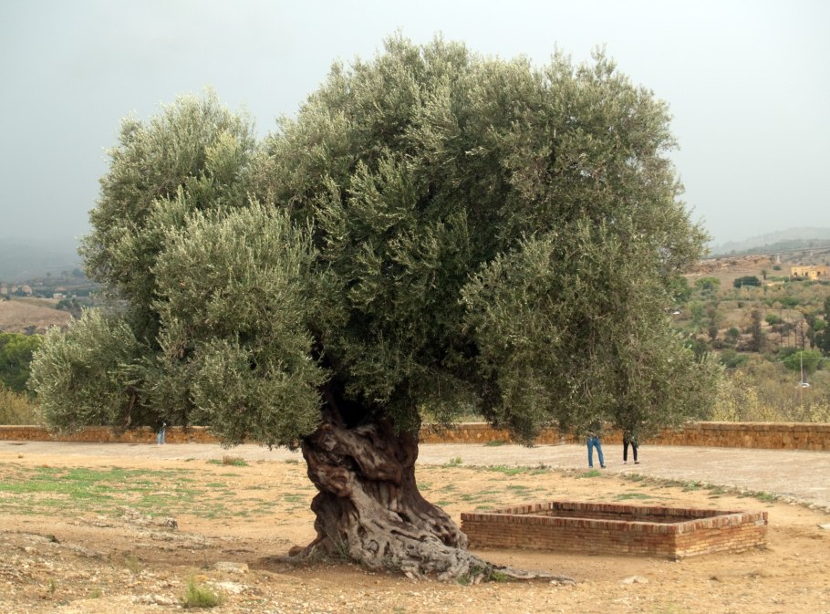 Олива европейская Крым