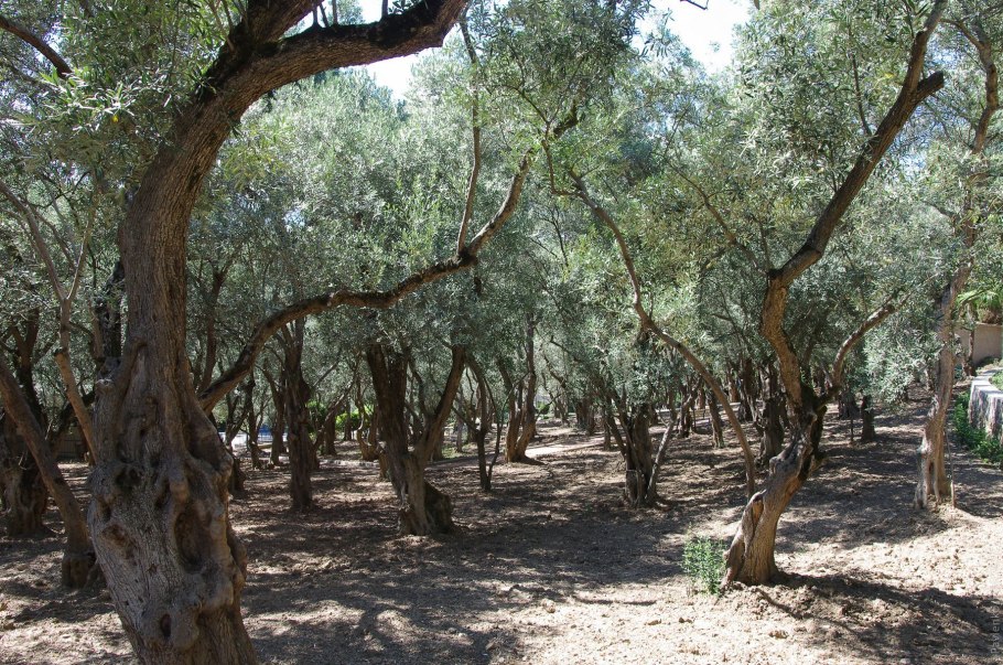 Оливковое дерево Вувес на Крите