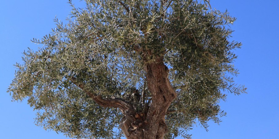Олива дерево ствол Старая