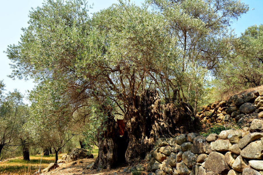 Древнее оливковое дерево-мыслитель в Апулии, Италия.