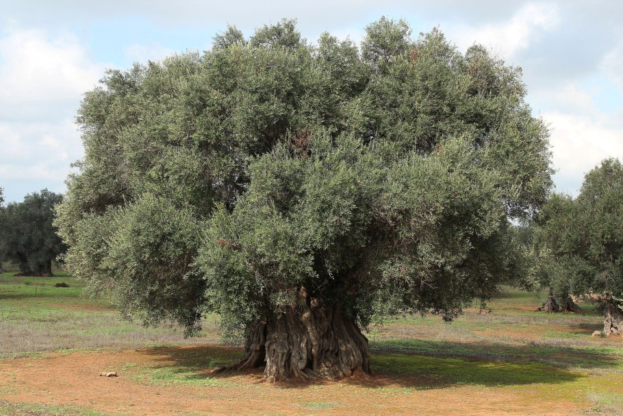 Оливковое дерево Крит