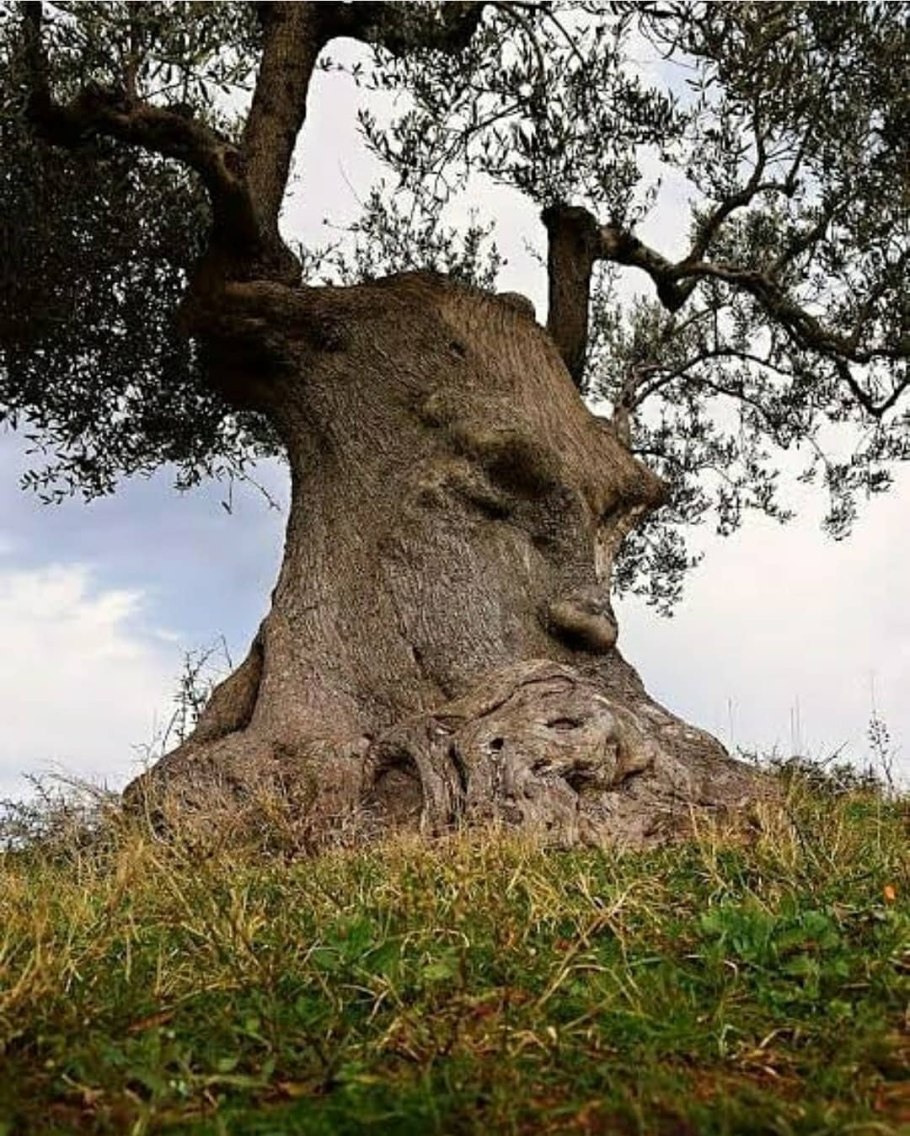 Древнее дерево оливы в Тунисе