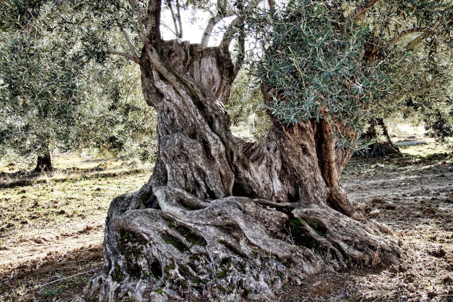 Дерево Элайя Буйбон